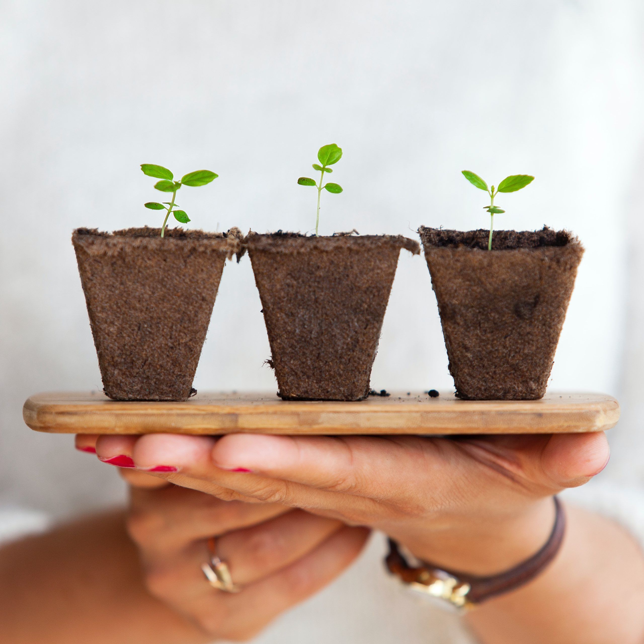 Pousses de plantes sur une planche de bois tenue par les mains